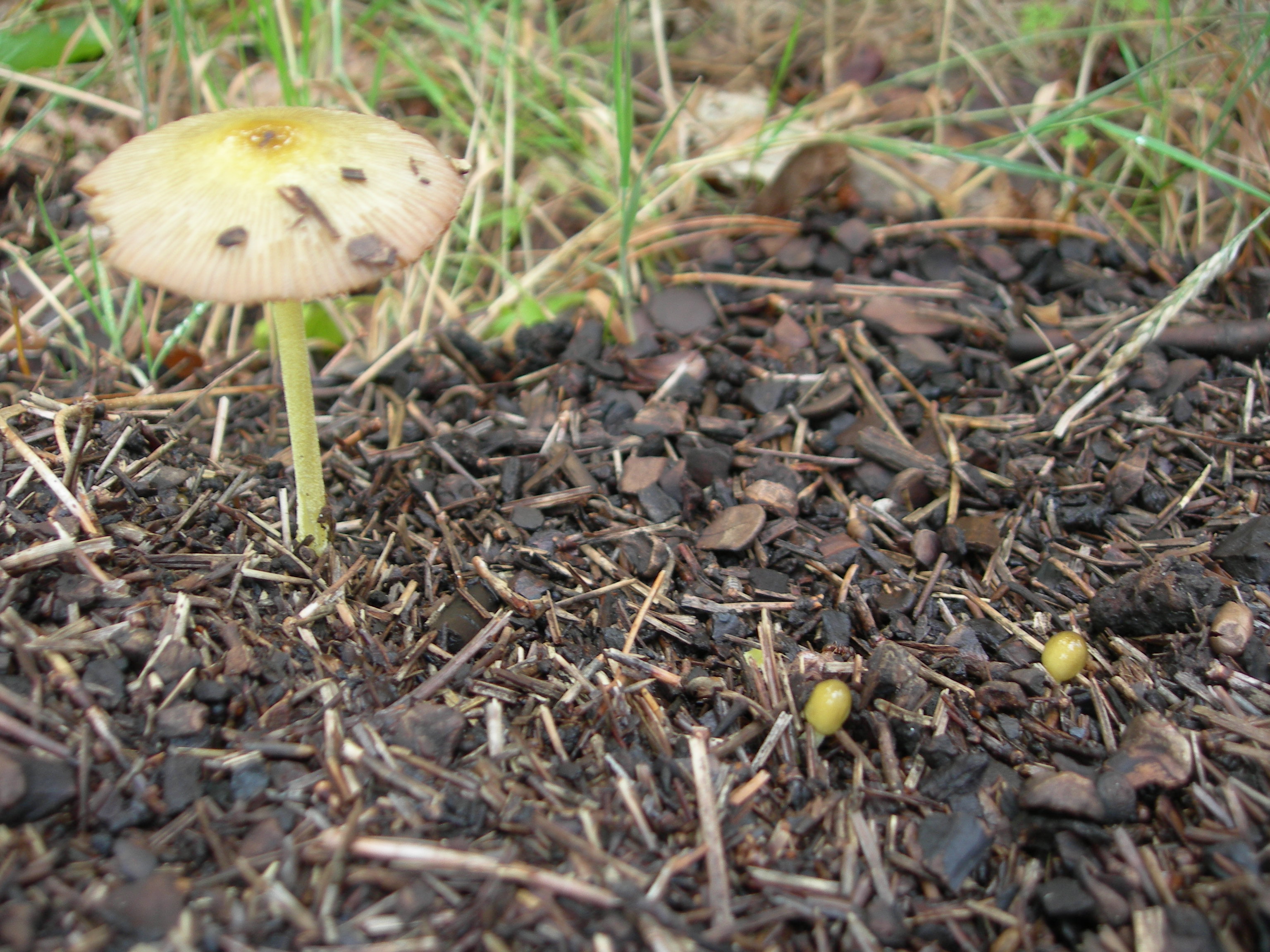 Groensteel satijnzwam of Kastanje inktzwam